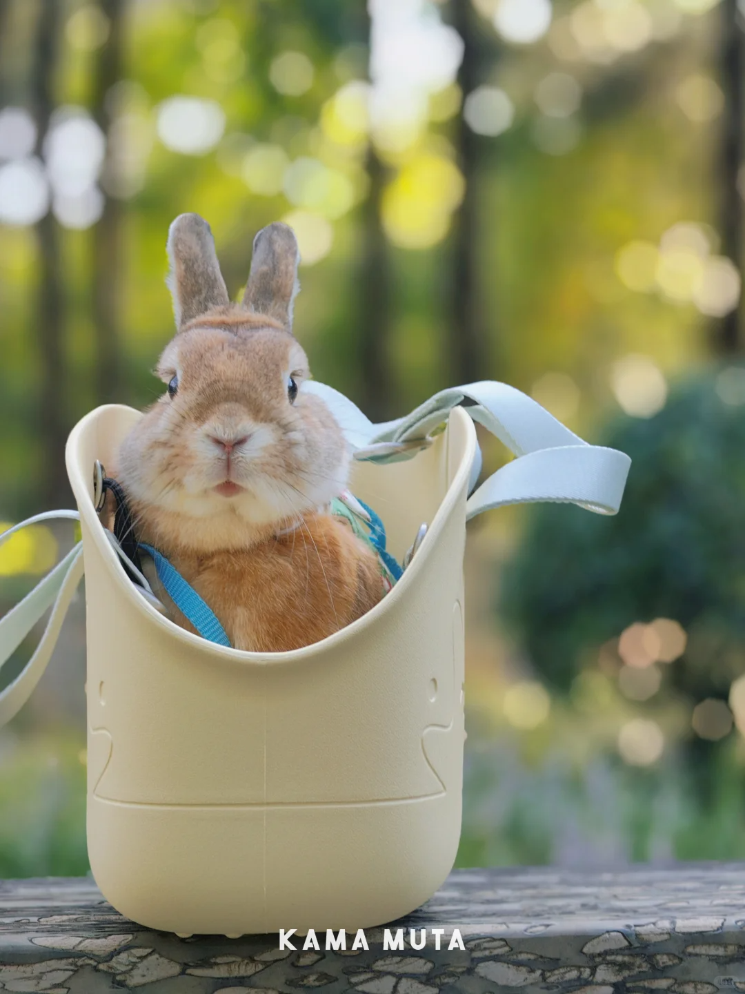 Mini Lightweight Waterproof Pet Tote Bag Carrier