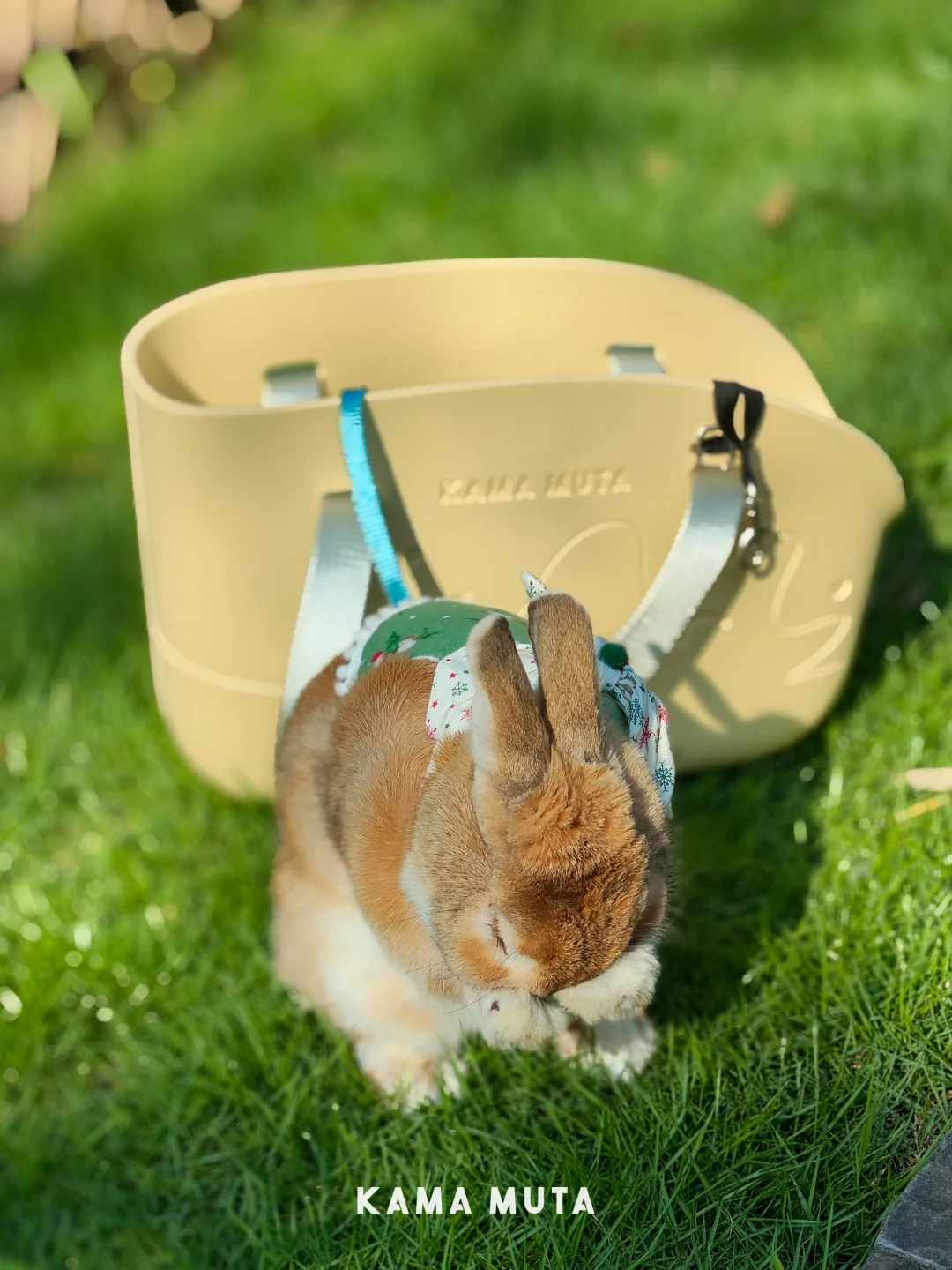 Mini Lightweight Waterproof Pet Tote Bag Carrier